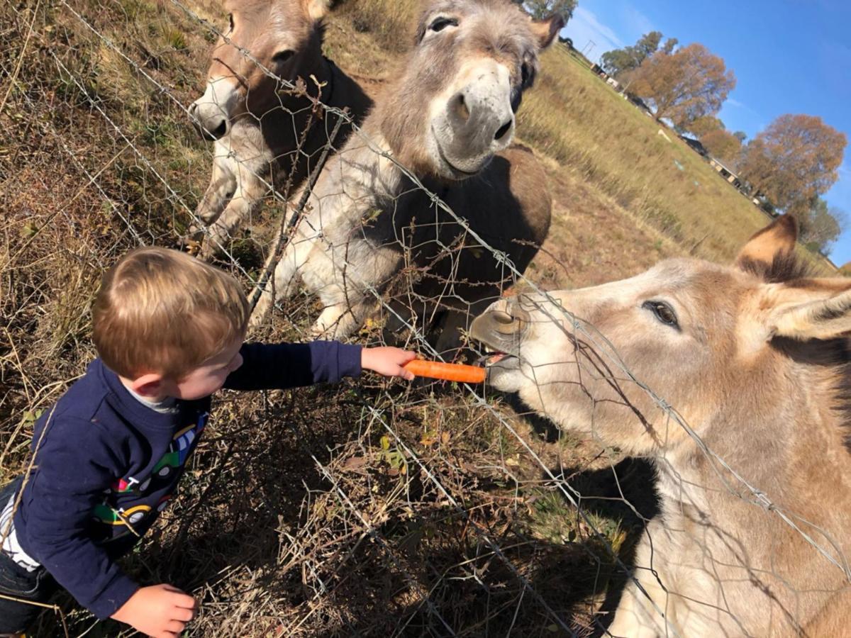 Blackbrook Farm Underberg Ngoại thất bức ảnh